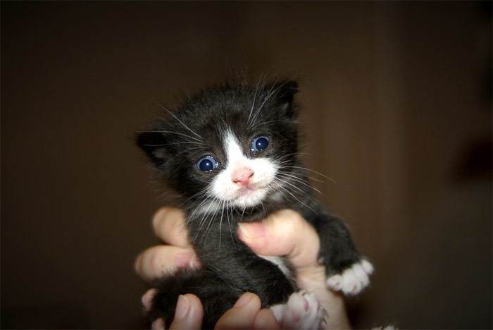 Черно-белый котенок в руках, фото фотография