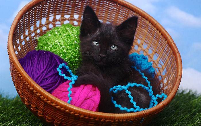 Черный котенок сидит в корзинке с клубками ниток, фото фотография