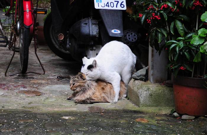 Вязки бездомных кошек на улице, фото фотография