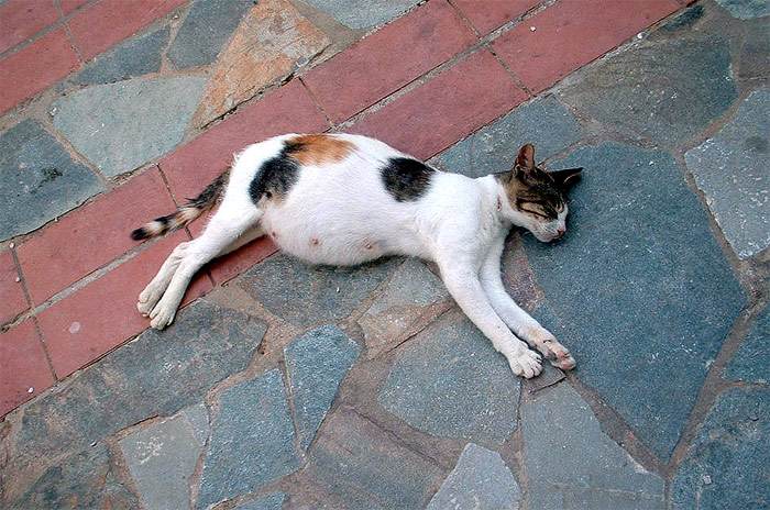 Беременная кошка лежит на улице, фото фотография