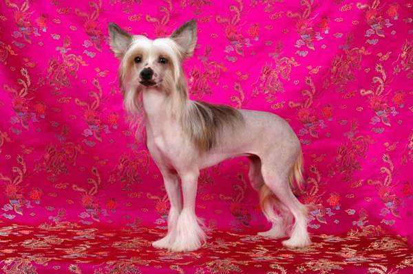 Китайская хохлатая собачка, фото породы собак фотография