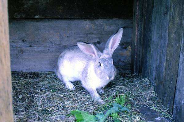 Кролик, фото фотография зайцеобразные животные