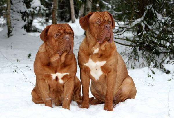Бордоские доги, фото породы собак фотография