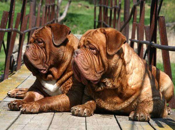 Бордоские доги, фото изображение породы собак