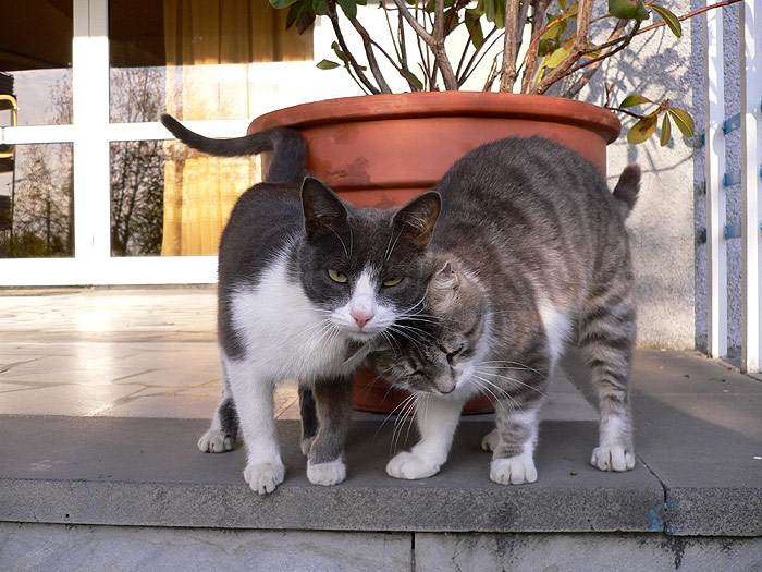 Кошки трутся друг о друга, фото фотография