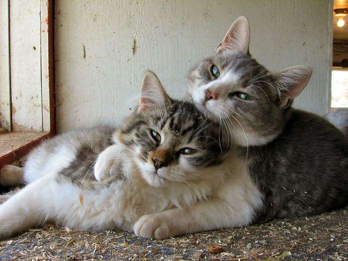 Кошки лежат обнимаются, фото фотография