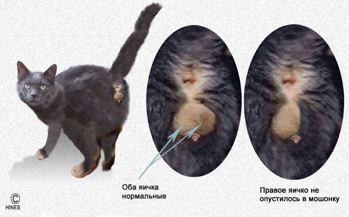 Как определить кота крипторха, рисунок схема