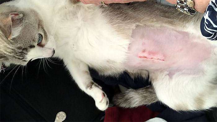 Кот после операции по удалению неопустившегося яичка, рисунок схема