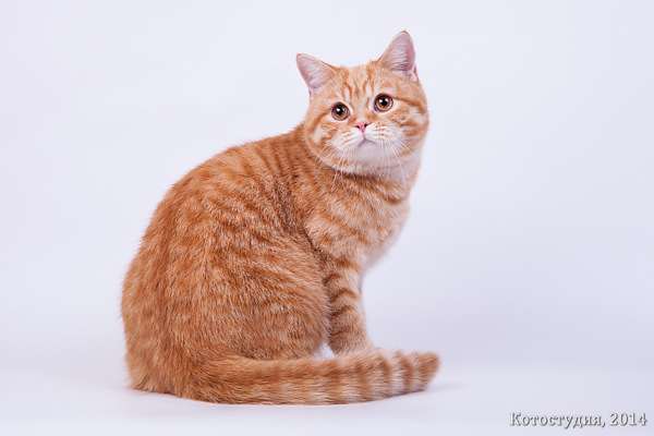 Британская короткошерстная кошка красного окраса, фото фотография окрасы кошек