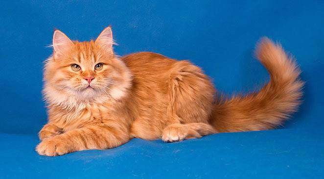 Красный (рыжий) сибирский кот, фото фотография окрасы кошек
