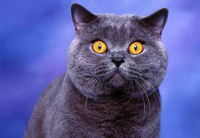 Британская короткошерстная кошка (голубой окрас), фото фотография кошки