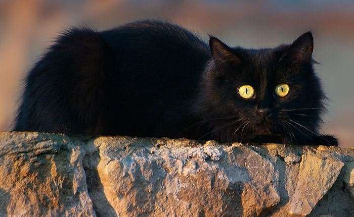 Черная кошка, фото фотография кошки