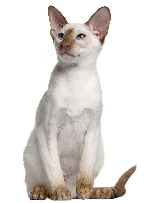 Сиамская кошка, фото фотография