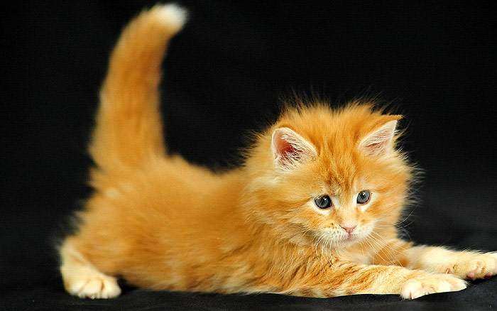 Котенок мейн-куна рыжего окраса, фото фотография