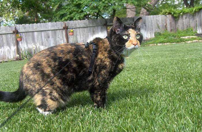 Домашняя кошка классического черепахового окраса, фото фотография