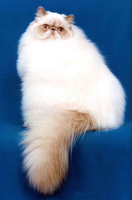 Гималайский кот сиреневого окраса, фото фотография
