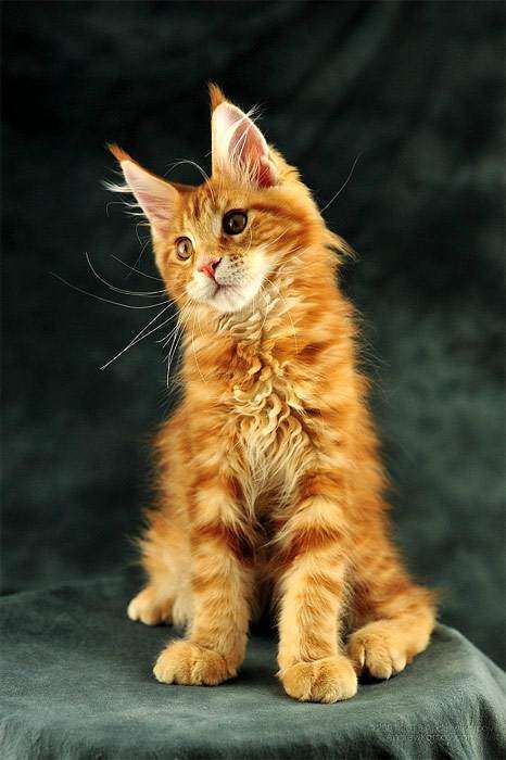 Рыжий котенок мейн-куна, фото фотография кошки
