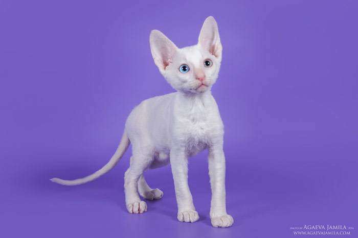 Белый корниш-рекс с разноцветными глазами, фото фотография кошки