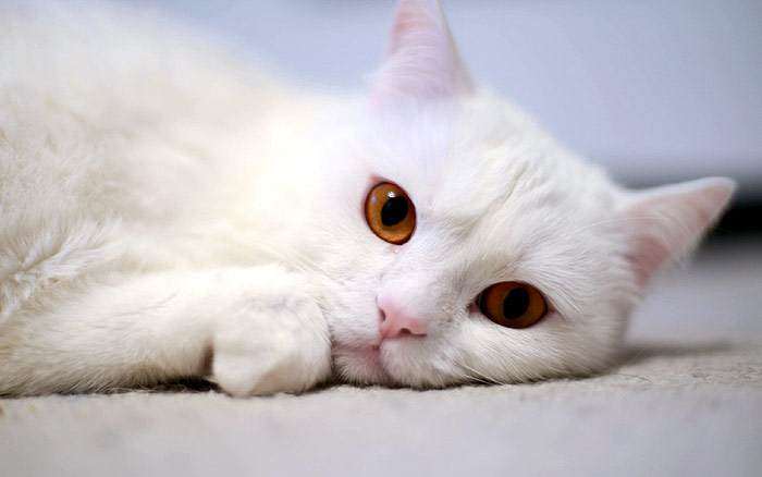 Белая кошка с желтыми глазами, фото фотография кошки
