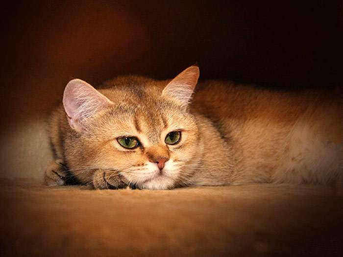 Британская короткошерстная кошка окраса золотая шиншилла, фото фотография
