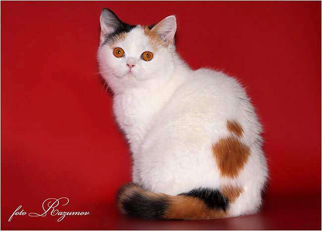 Британская короткошерстная кошка окраса ван, фото фотография