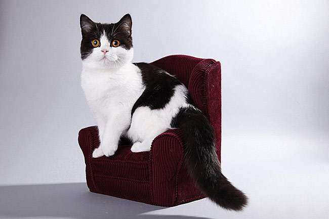 Британская короткошерстная кошка окраса арлекин, фото фотография