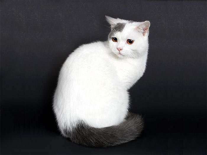 Британская кошка голубой ван, фото фотография