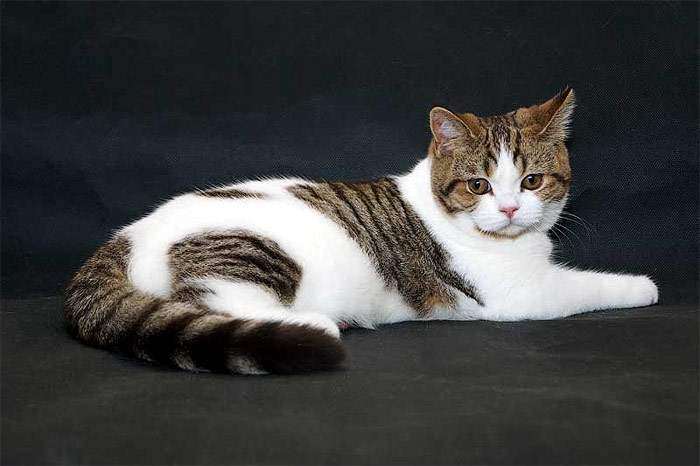 Британский короткошерстный кот окраса шоколадный пятнистый арлекин, фото фотография