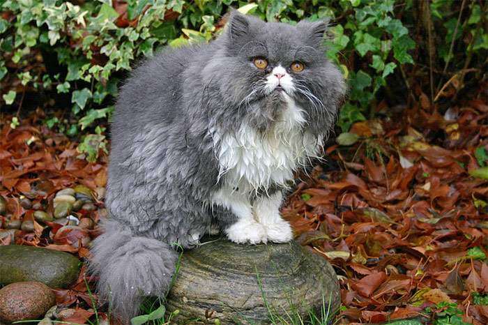 Персидская кошка, фото фотография