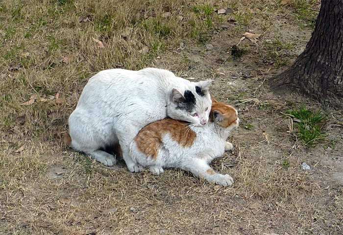 Вязка кошек, кошки занимаются сексом, фото фотография