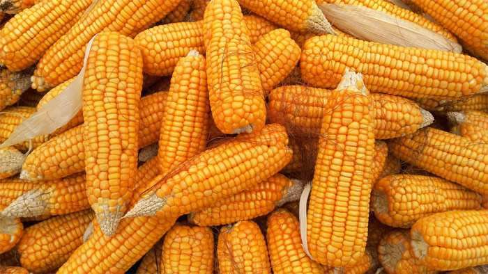 Початки кукурузы, фото фотография pixabay растения