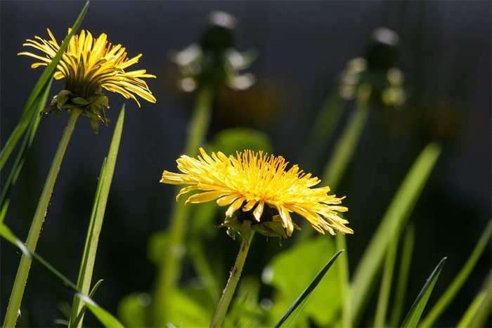 Желтые одуванчики, цветы, фото фотография растения