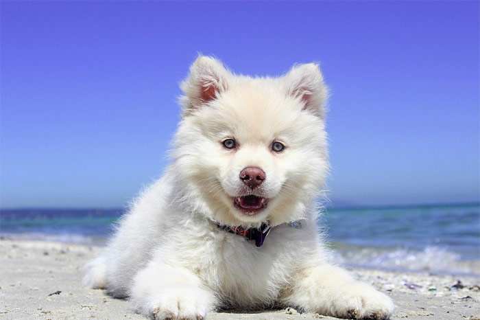 Щенок белой американской акиты, фото фотография собаки