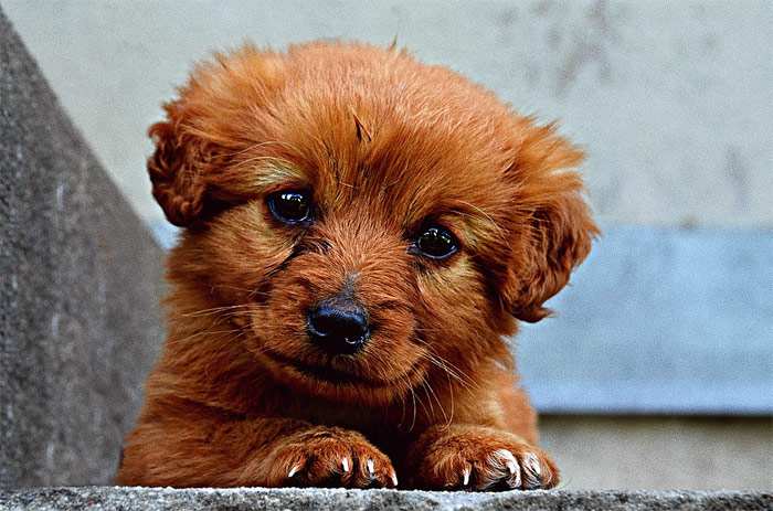 Рыжий щенок, фото фотография собаки