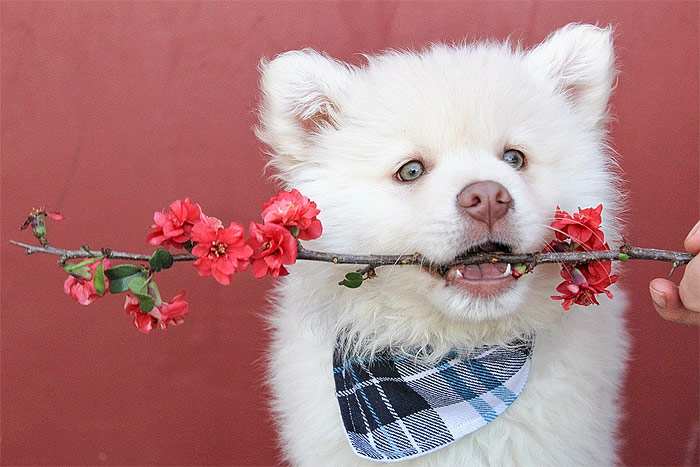 Белый щенок американской акиты, фото фотография собаки