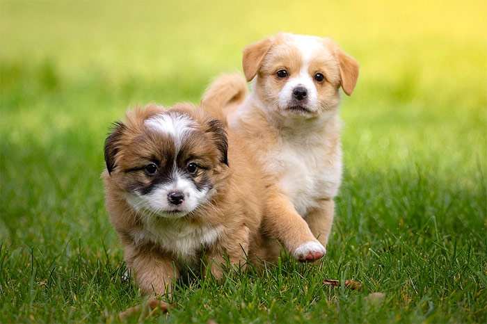 Смешные щенки бегут по траве, фото фотография собаки