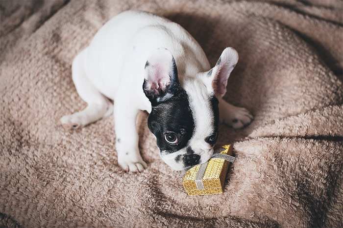 Щенок щенок французского бульдога грызет игрушку, фото фотография собаки