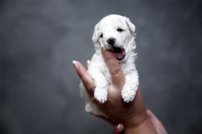 Белый щенок пытающийся укусить палец, фото фотография собаки