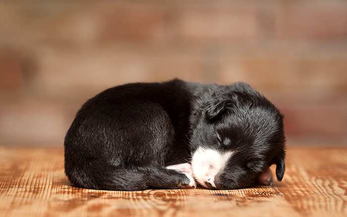 Спящий черно-белый щенок, фото фотография собаки