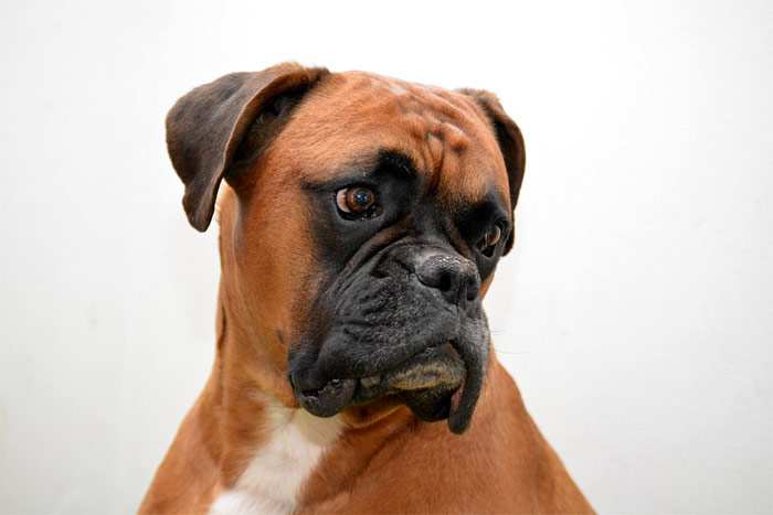 Немецкий боксер, фото фотография собаки