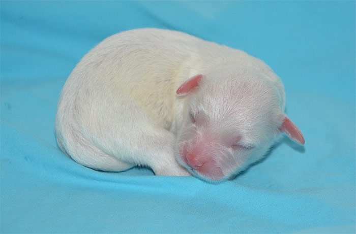 Белый новорожденный щенок, фото фотография собаки