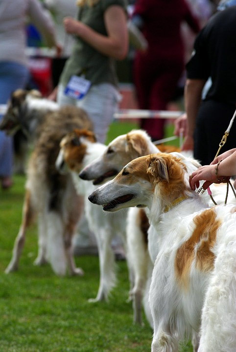 Русские псовые борзые на выставке, фото фотография собаки