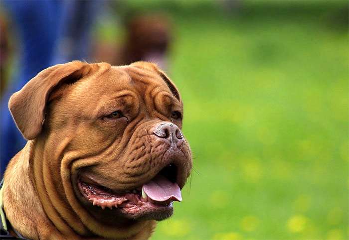 Бордосский дог голова, фото фотография собаки