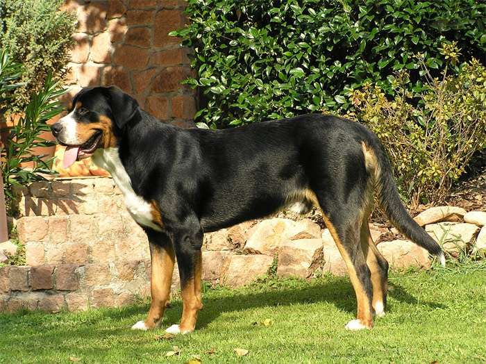 Большая швейцарская горная собака, фото фотография собаки
