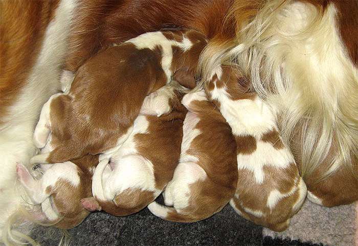 Новорожденные щенки (возраст 1 день), фото фотография собаки