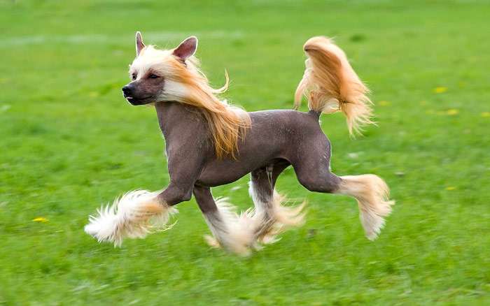 Китайская хохлатая собачка в движении, фото фотография собаки