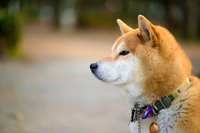 Шиба-ину, сиба-ину профиль, фото фотография собаки