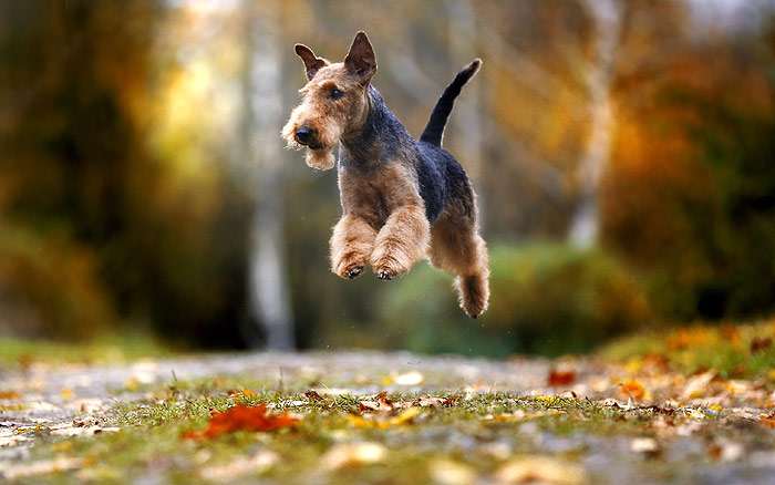Вельштерьер в прыжке, осень, прогулка, фото фотография собаки