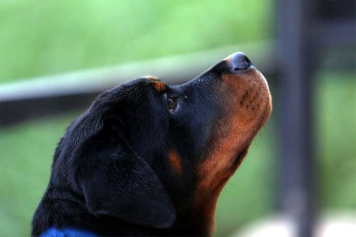 Голова ротвейлера, фото фотография собаки