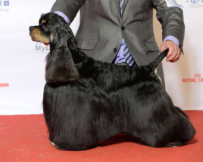 Американский кокер спаниель черный, фото фотография собаки